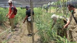 Pemkab Bangka Intensifkan Pertanian Hadapi Cuaca Ekstrem